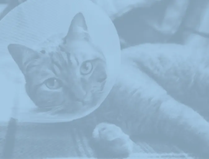 Cat with a cone on and a blue filter on photo
